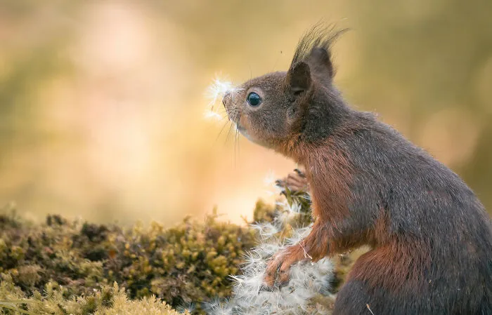 My 19 Photographs Featuring Squirrels And Birds Interacting With Flowers