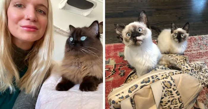 Woman Saves Almost $30K By Taking Care Of People's Cats While Traveling