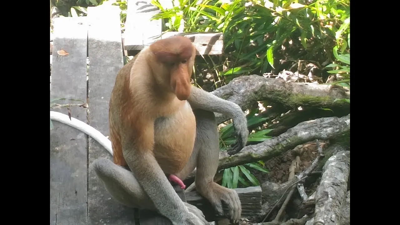 The Proboscis Monkeys Are Only Found In Certain Parts Of Borneo