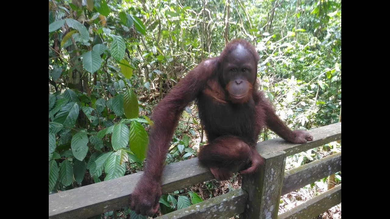 Sepilok Orangutan Rehabilitation Centre - Borneo