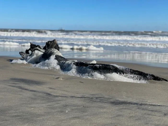 Foaming Driftwood In The Outer Banks