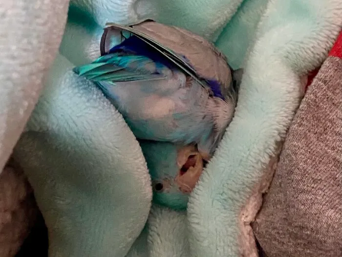 Meet Rico Suave