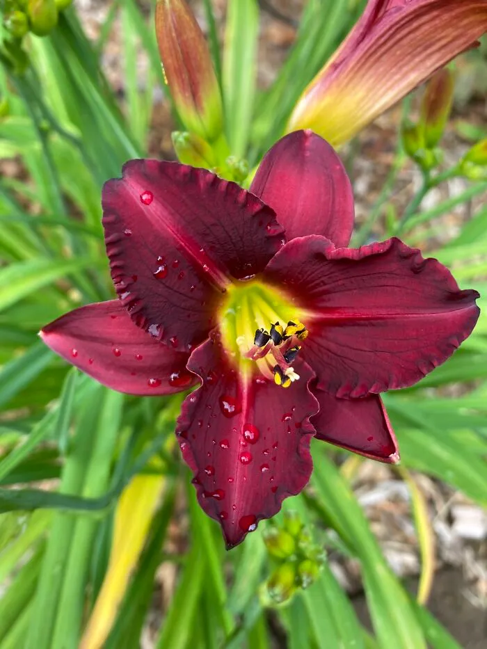 Day Lily