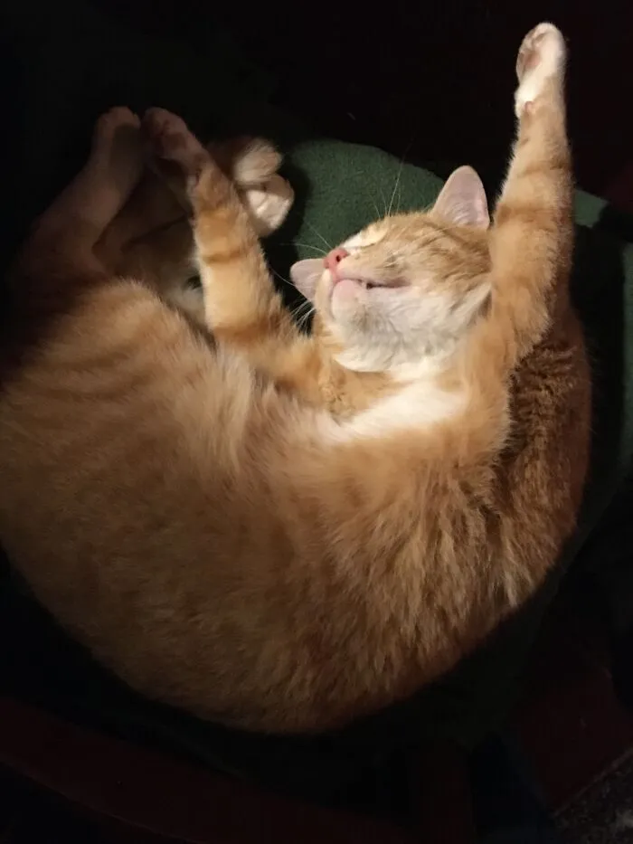 Milocat... Zonked...