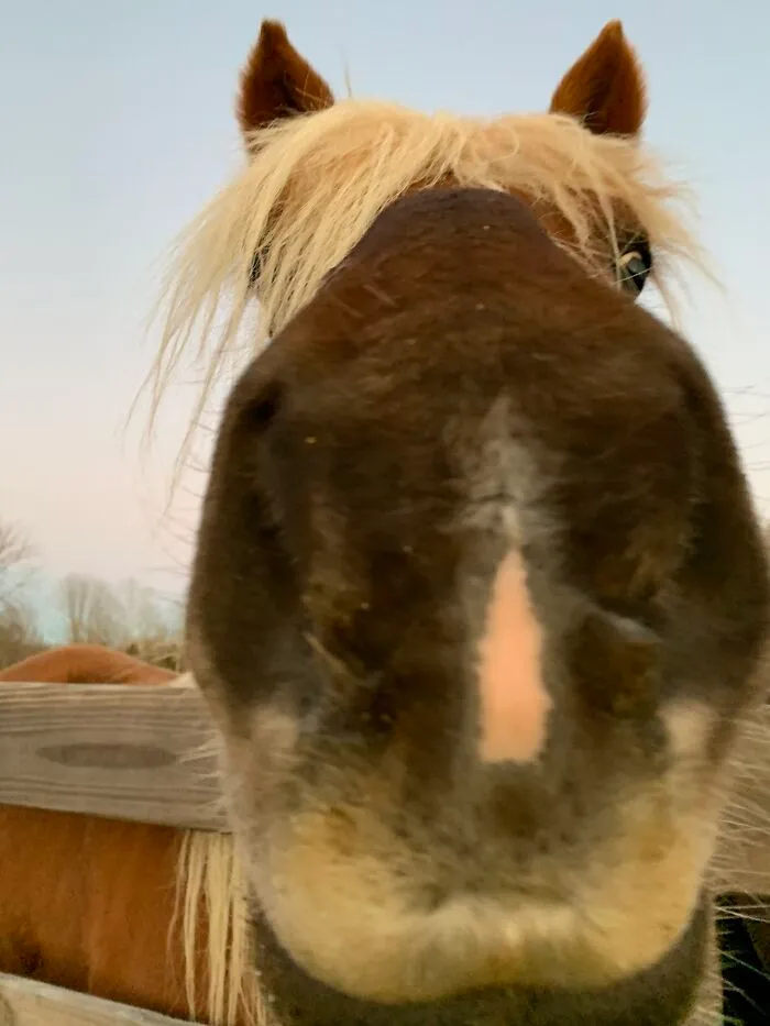 Goofing Off With My Horses