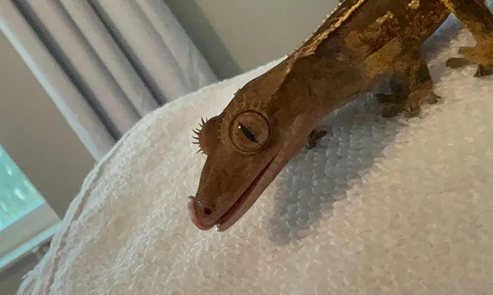My Dude Dorito