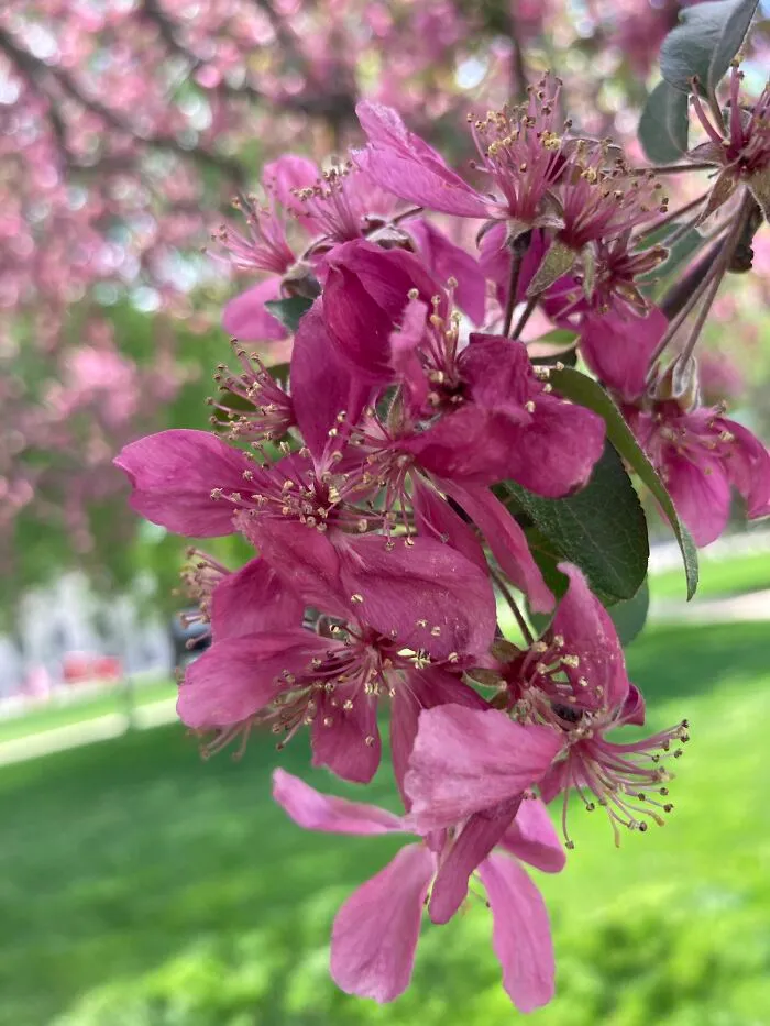 Flowery Tree