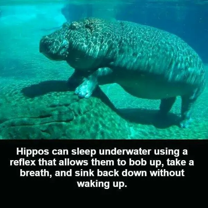 50 Random Facts That Seem Too Hard To Believe Yet Are Completely True, As Shared On This Encyclopedic Instagram Account