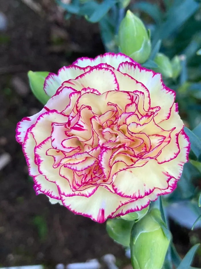 Carnation