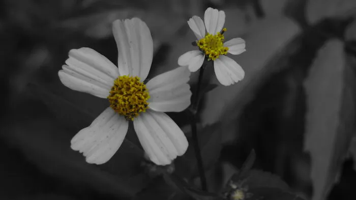 Black&white Romerillo