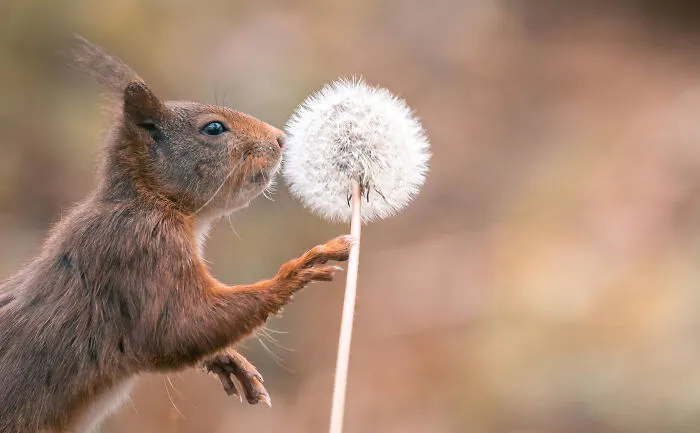 My 19 Photographs Featuring Squirrels And Birds Interacting With Flowers