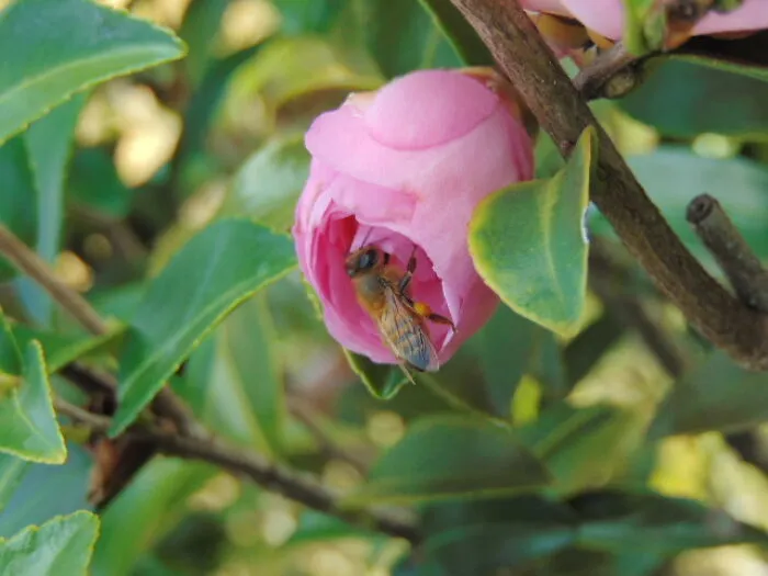 Bee Bud