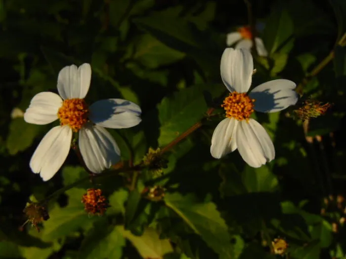 Biden's Pilosa