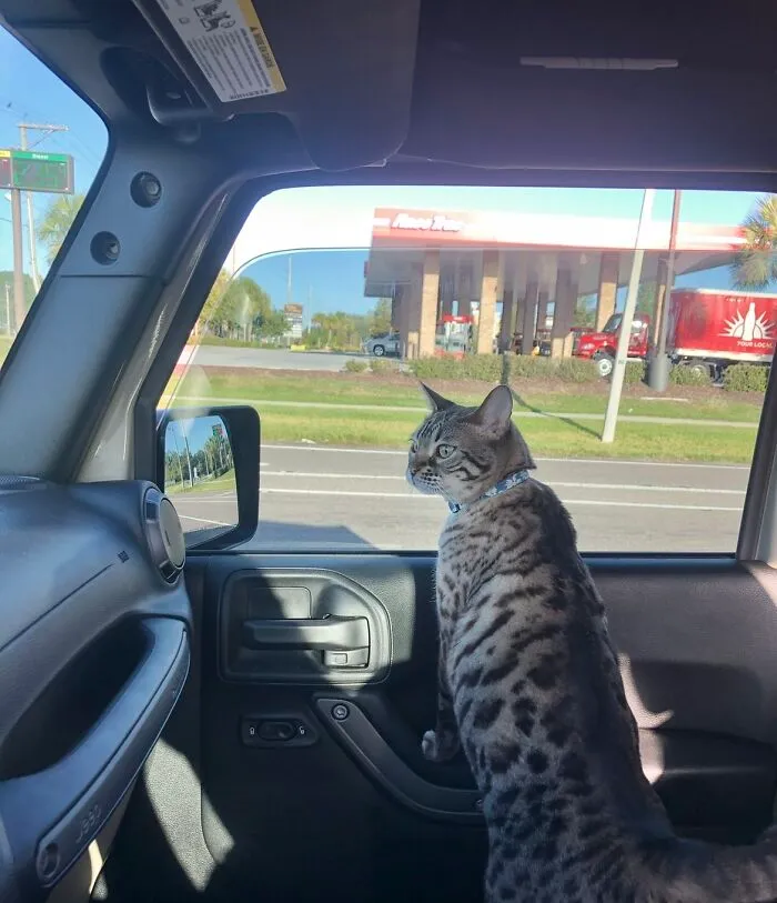Summer Joy Rides