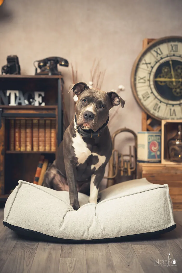 I Paid Tribute To Dogs By Making Them Stars Of The Day (37 Pics)