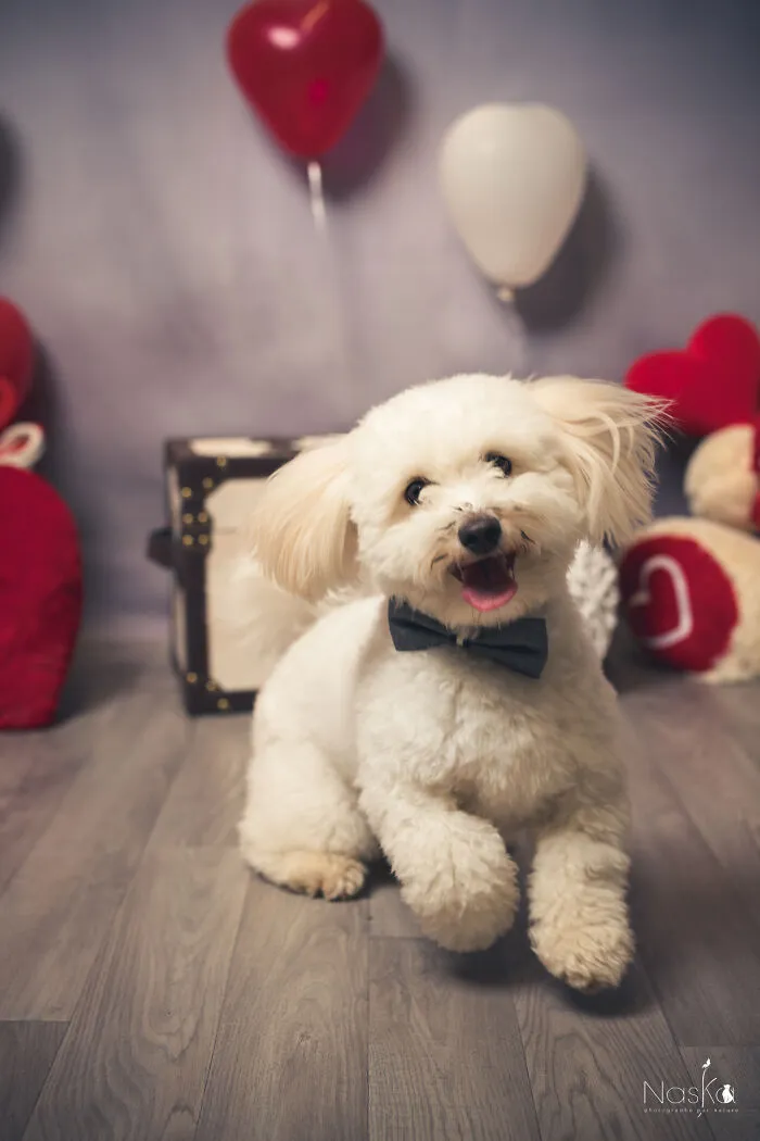 I Paid Tribute To Dogs By Making Them Stars Of The Day (37 Pics)