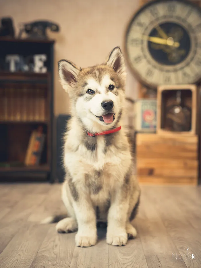 I Paid Tribute To Dogs By Making Them Stars Of The Day (37 Pics)