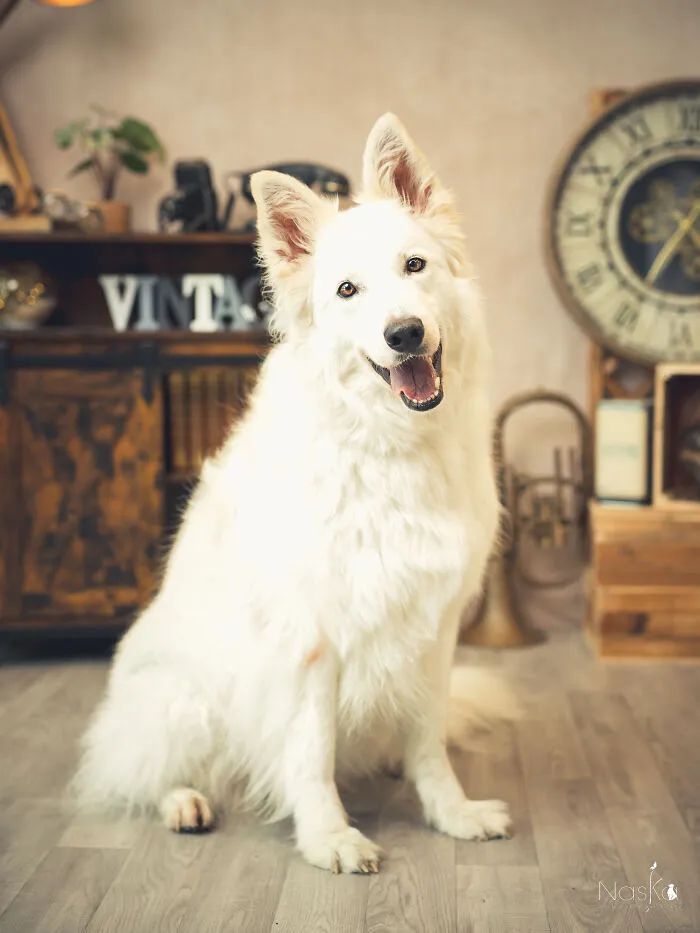 I Paid Tribute To Dogs By Making Them Stars Of The Day (37 Pics)