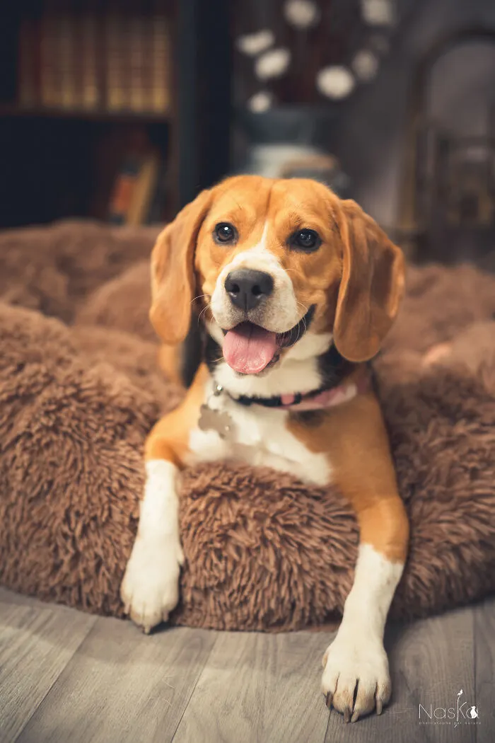 I Paid Tribute To Dogs By Making Them Stars Of The Day (37 Pics)