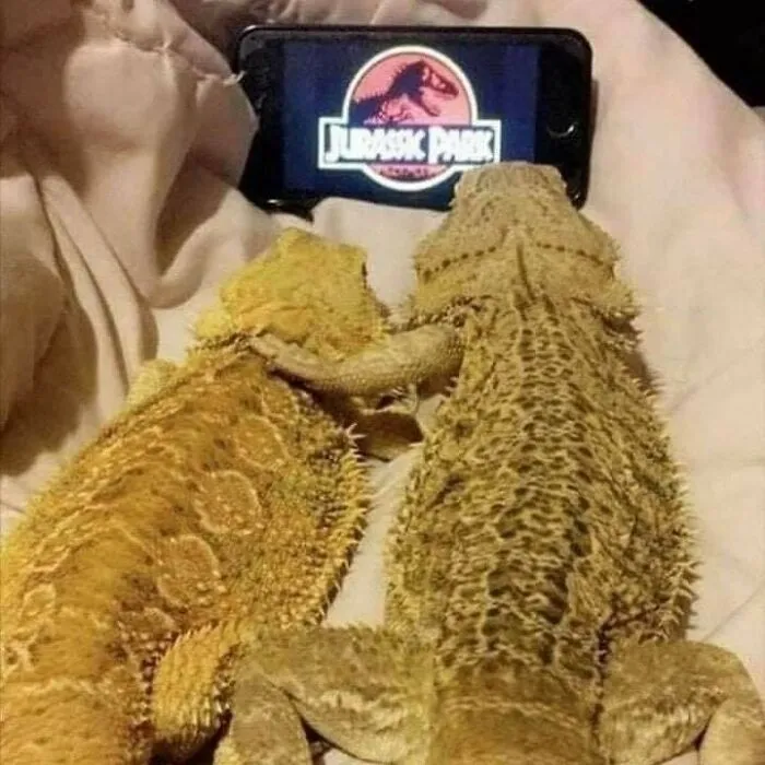 "Not Advertisements But Not Not Advertisements": 50 Funny Memes Without Context