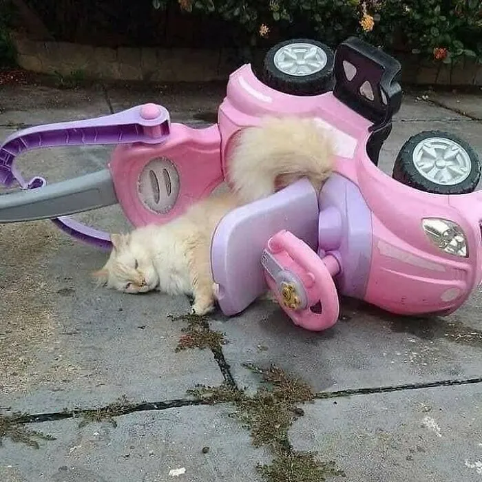48 Geniales fotos aleatorias que no tienen ningún sentido, compartidas en esta cuenta de instagram