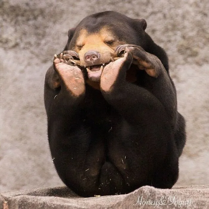 50 Fotos absurdas de animales que plantean más preguntas de las que responden (nuevas fotos)
