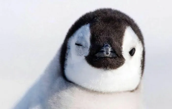 50 Fotos absurdas de animales que plantean más preguntas de las que responden (nuevas fotos)