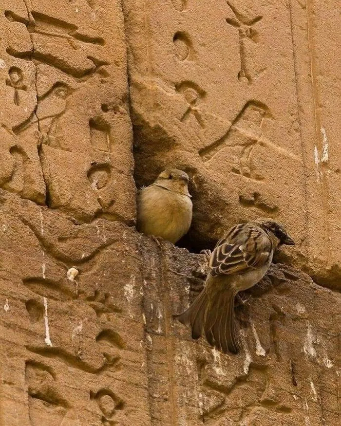50 Fotos absurdas de animales que plantean más preguntas de las que responden (nuevas fotos)