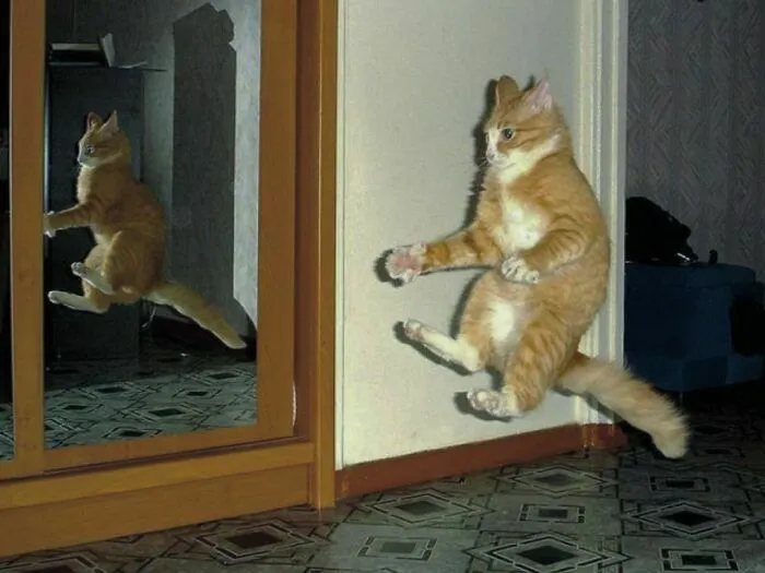 50 Fotos absurdas de animales que plantean más preguntas de las que responden (nuevas fotos)