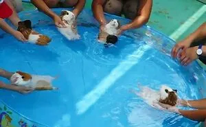 50 Nonsensical Animal Pics That Raise More Questions Than They Answer (New Pics)