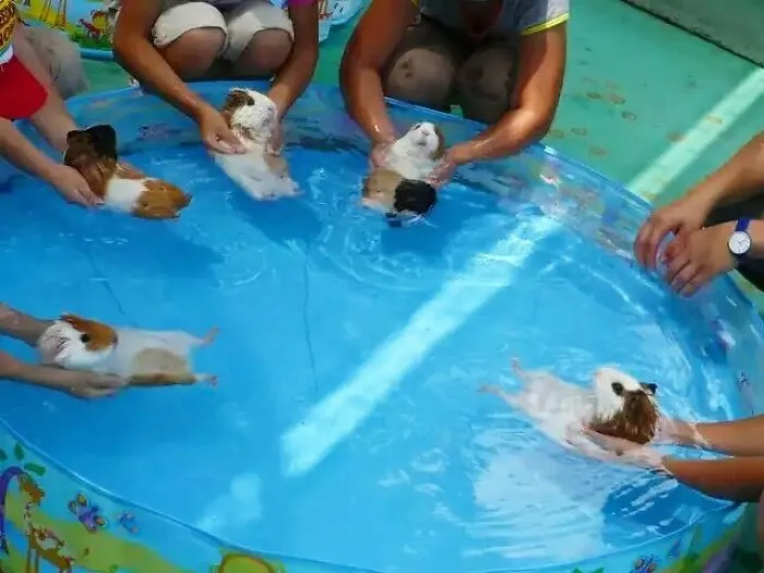 Doggo_taxi
