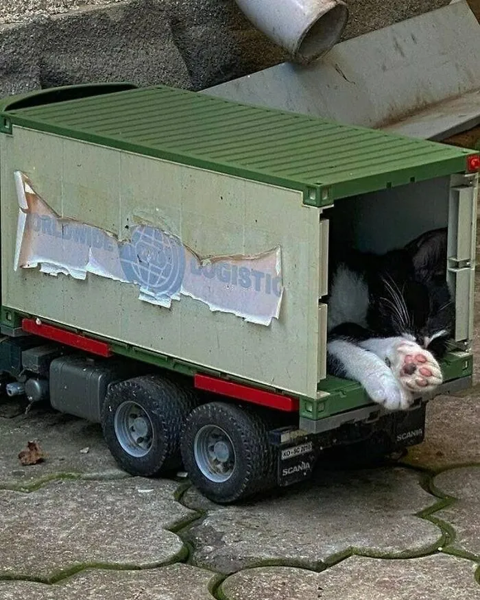 50 Fotos absurdas de animales que plantean más preguntas de las que responden (nuevas fotos)