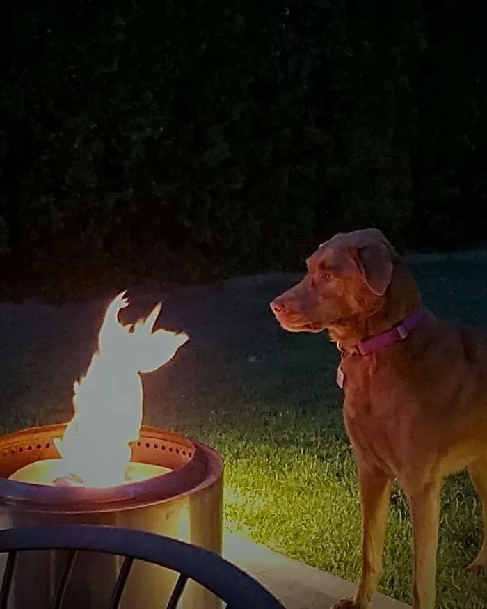 50 Fotos absurdas de animales que plantean más preguntas de las que responden (nuevas fotos)