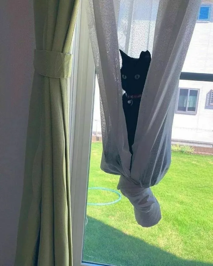 50 Fotos absurdas de animales que plantean más preguntas de las que responden (nuevas fotos)