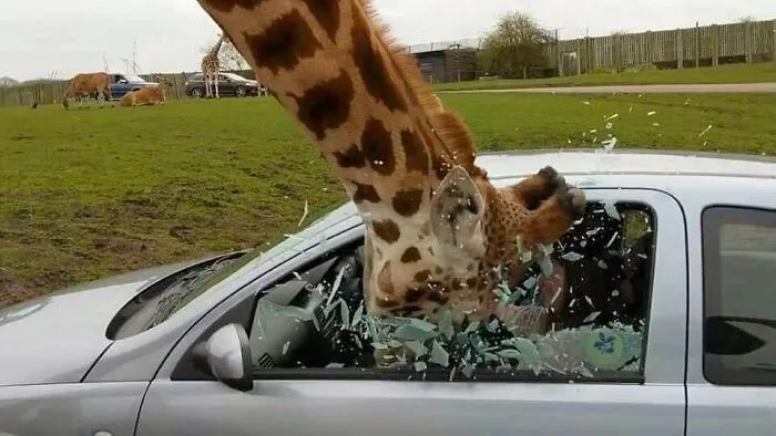 50 Fotos absurdas de animales que plantean más preguntas de las que responden (nuevas fotos)