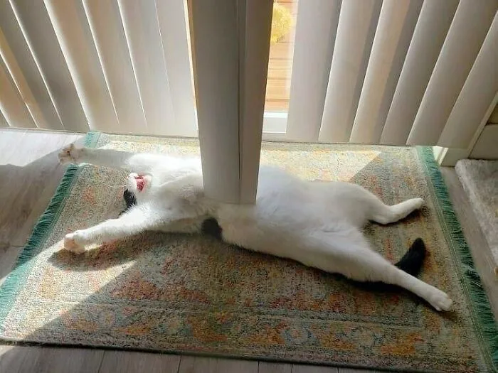 50 Fotos absurdas de animales que plantean más preguntas de las que responden (nuevas fotos)