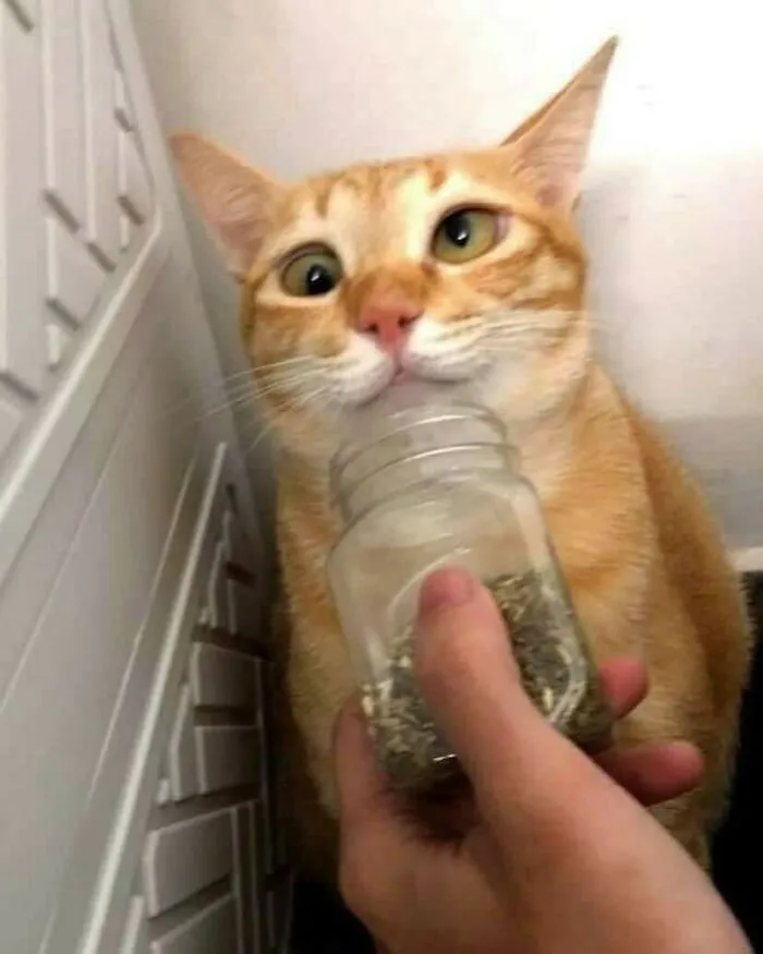 50 Fotos absurdas de animales que plantean más preguntas de las que responden (nuevas fotos)