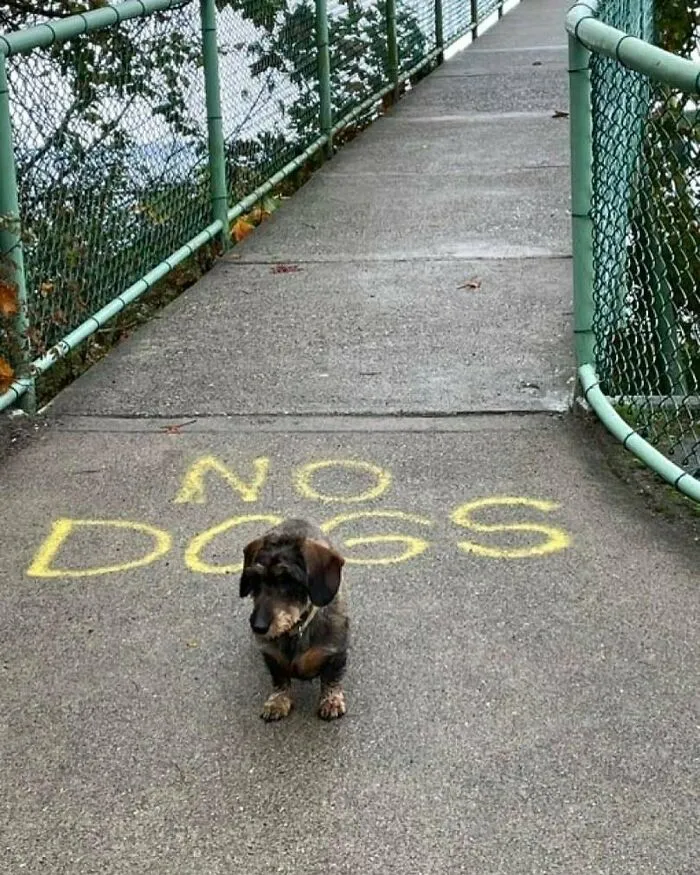 50 Fotos absurdas de animales que plantean más preguntas de las que responden (nuevas fotos)