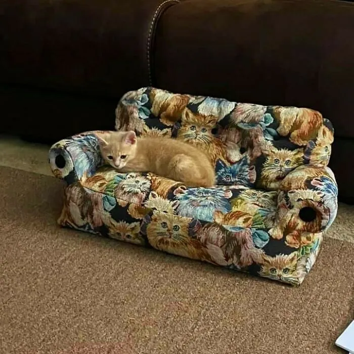 50 Fotos absurdas de animales que plantean más preguntas de las que responden (nuevas fotos)