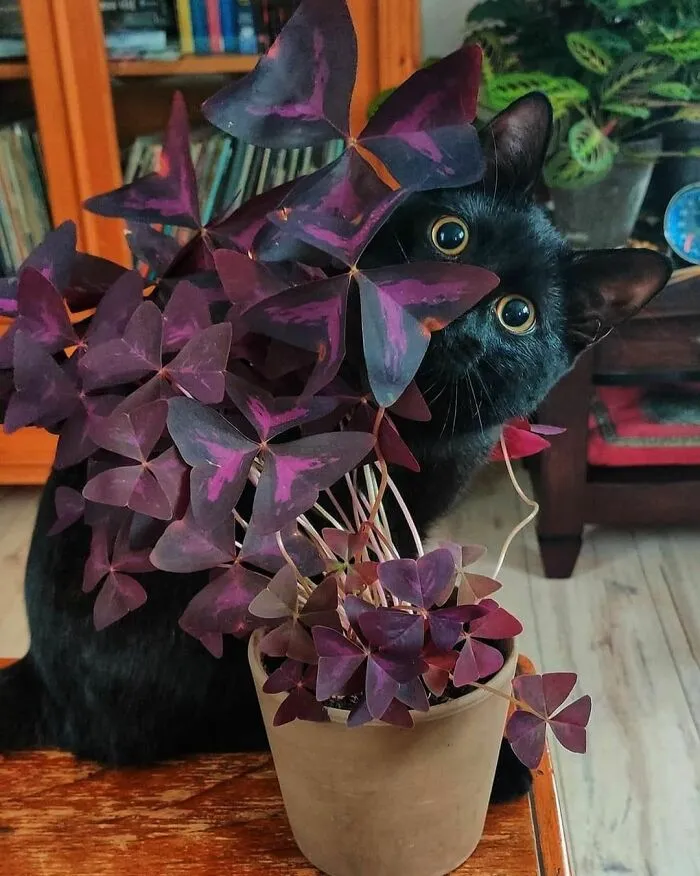 50 Nonsensical Animal Pics That Raise More Questions Than They Answer (New Pics)