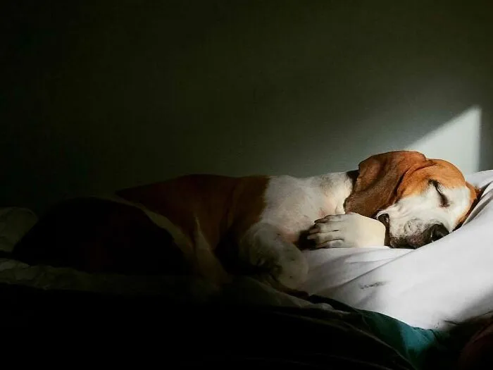 50 Fotos absurdas de animales que plantean más preguntas de las que responden (nuevas fotos)