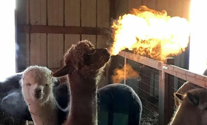 50 Fotos absurdas de animales que plantean más preguntas de las que responden (nuevas fotos)