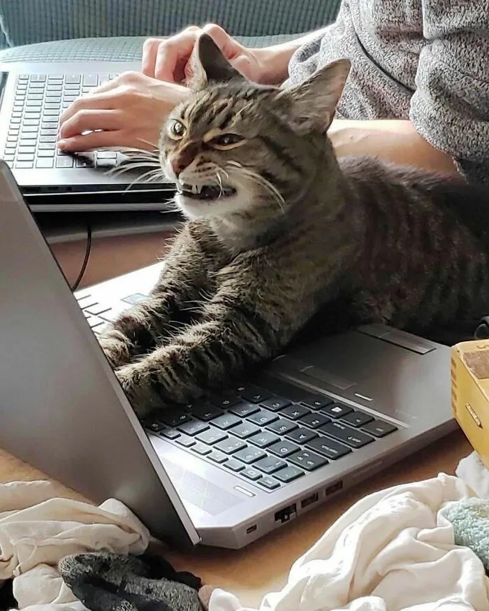 50 Fotos absurdas de animales que plantean más preguntas de las que responden (nuevas fotos)
