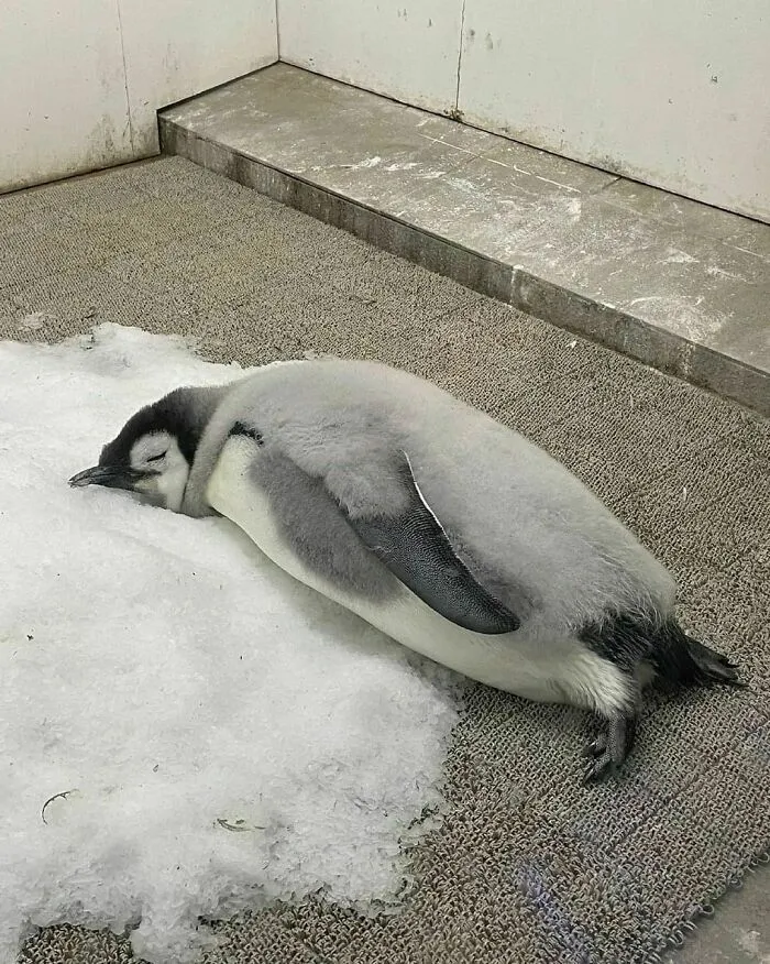 50 Fotos absurdas de animales que plantean más preguntas de las que responden (nuevas fotos)