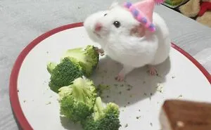 30 Hilariously Goofy Animals To Brighten Up Your Day (New Pics)