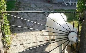 30 Hilariously Goofy Animals To Brighten Up Your Day (New Pics)