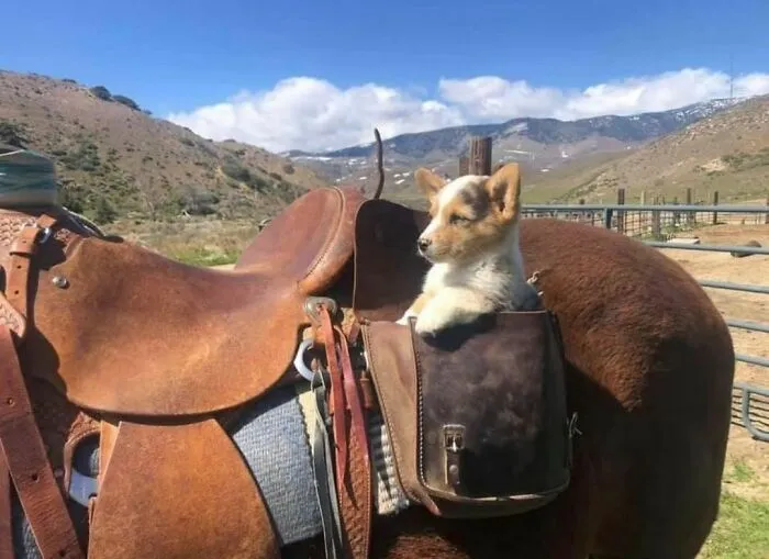 30 Animales graciosos que te alegrarán el día (nuevas fotos)