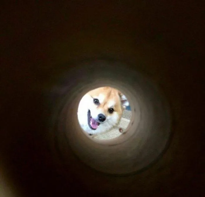 30 Hilariously Goofy Animals To Brighten Up Your Day (New Pics)
