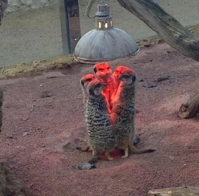 30 Animales graciosos que te alegrarán el día (nuevas fotos)