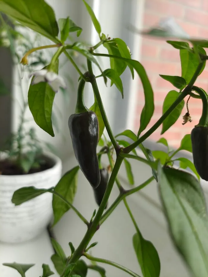 Bought A Chili Sapling On Discount That Was Said To Be A Chayenne. It's Not